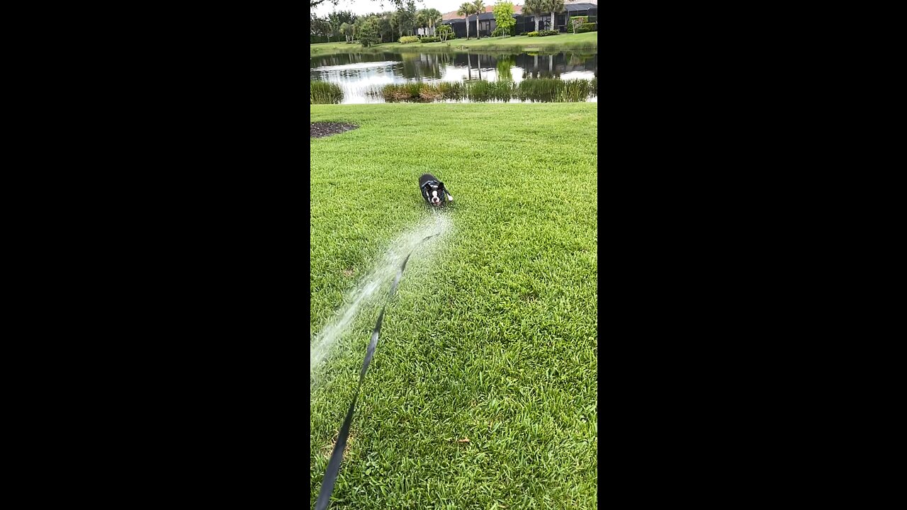 The Dog Days Of Summer in Slo-Mo! 4K