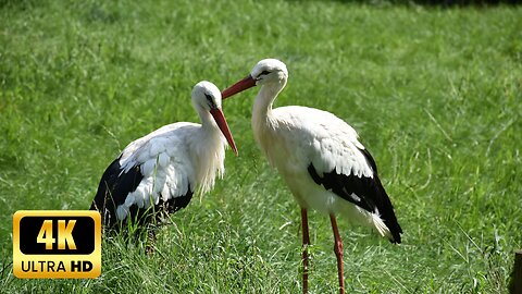 Graceful Stork Bird: Majestic Fishing and Beauty in Flight