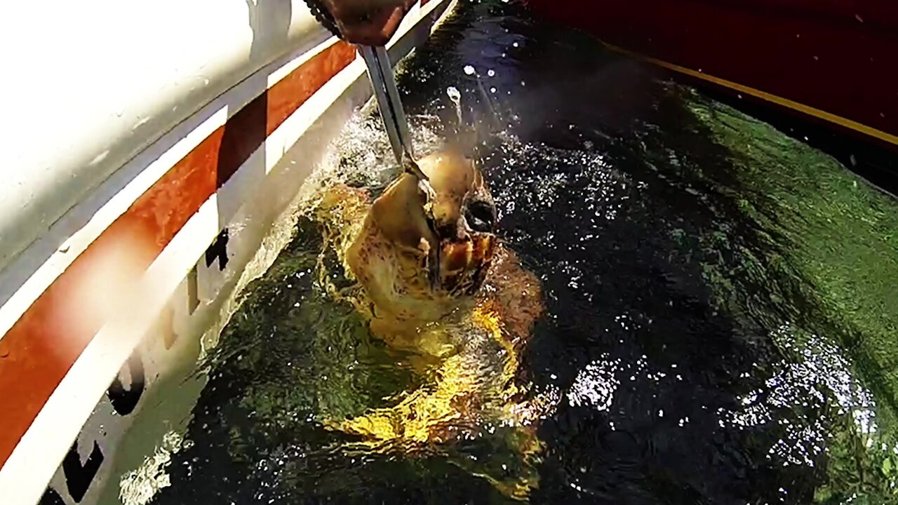 Injured sea turtle gets regular handouts from generous fishermen