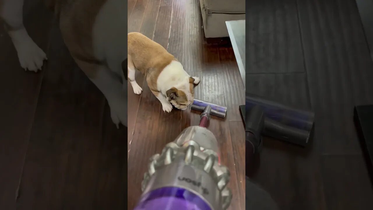 Loves Vacuum When it n 😂 #englishbulldog