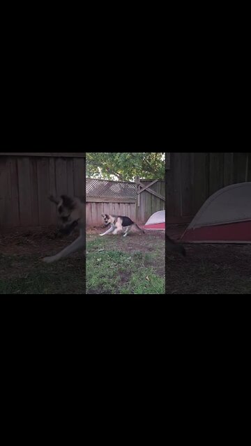 Run Stunt Dog, Run! #shorts