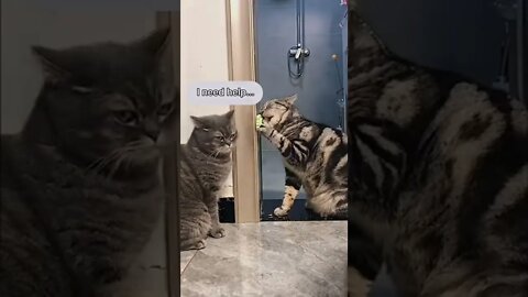 #shorts Смешные Коты Из Тик Тока 218 Funny Cats From Tiktok