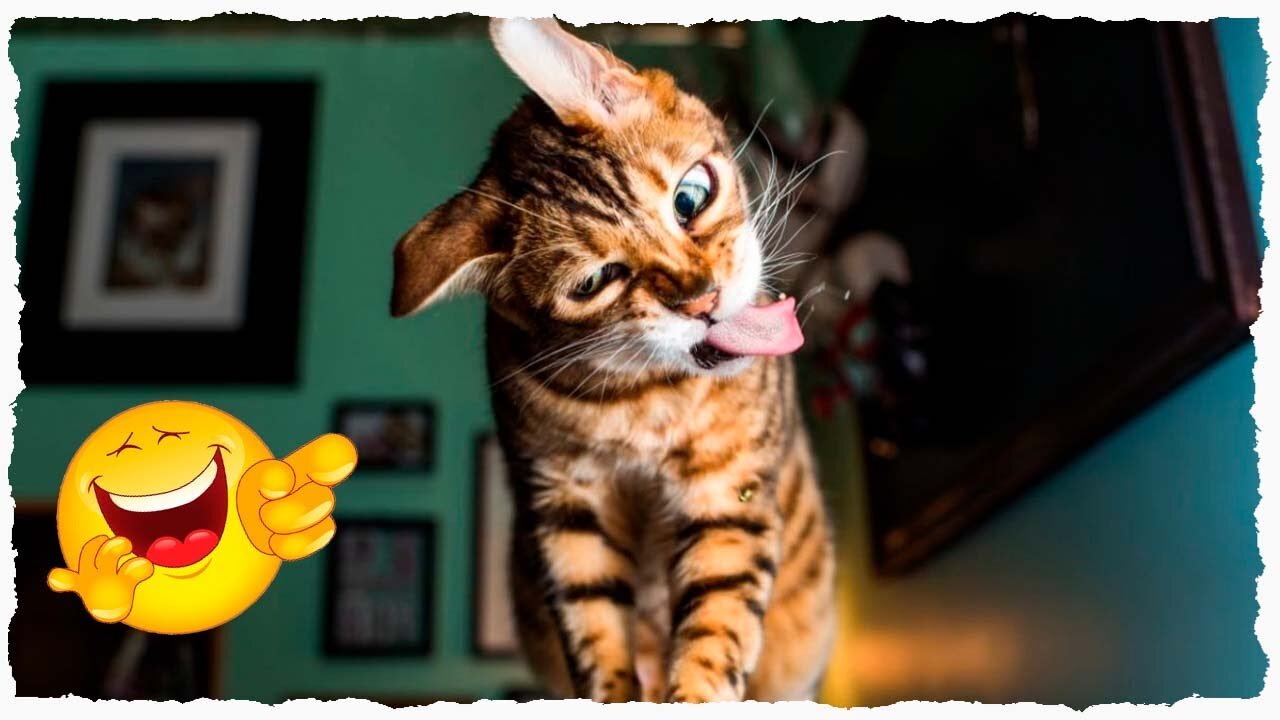 Funny Cats Videos 2022 😂 - Funny Animal Videos 😺 #3