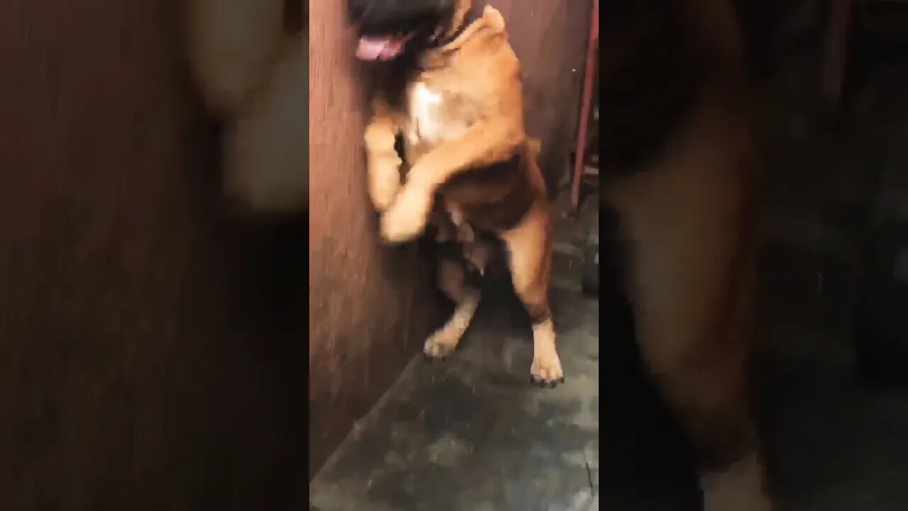 massive female Boerboel growling #shorts #doglover #youtubeshorts