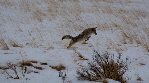 Coyotes aggresive until end of February