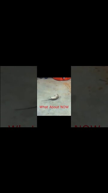 Genius Mouse Pulls one over on Kitty . 😂