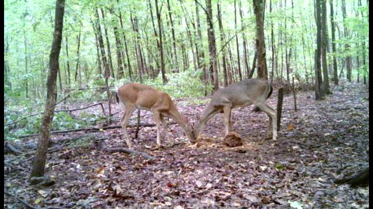 Trail camera footage