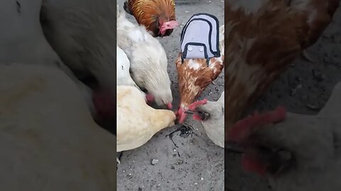 They Love Eggs #chickens #homesteading #chickenlife