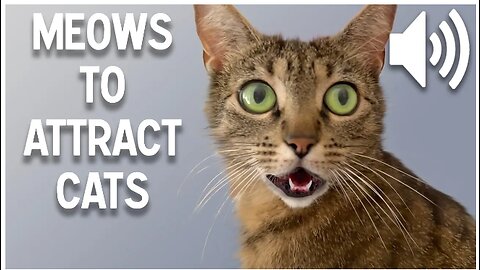 Sounds that attract cats Meow to make cats come to you