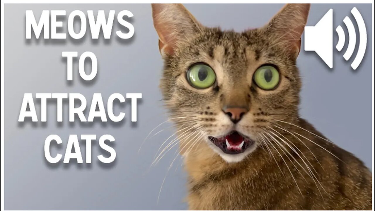 Sounds that attract cats Meow to make cats come to you