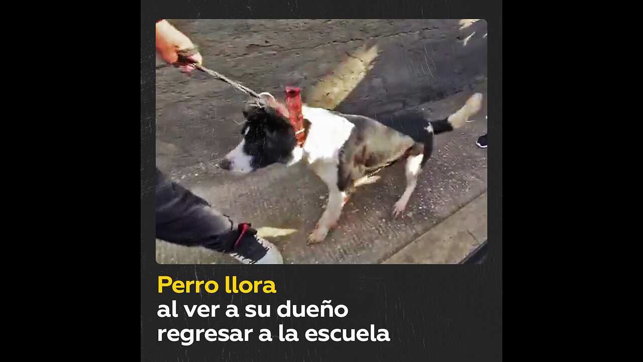 Perrito rompe en llanto al ver a su amo entrar en la escuela