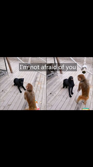 Monkey King (Monkey) vs. Big Black Dog