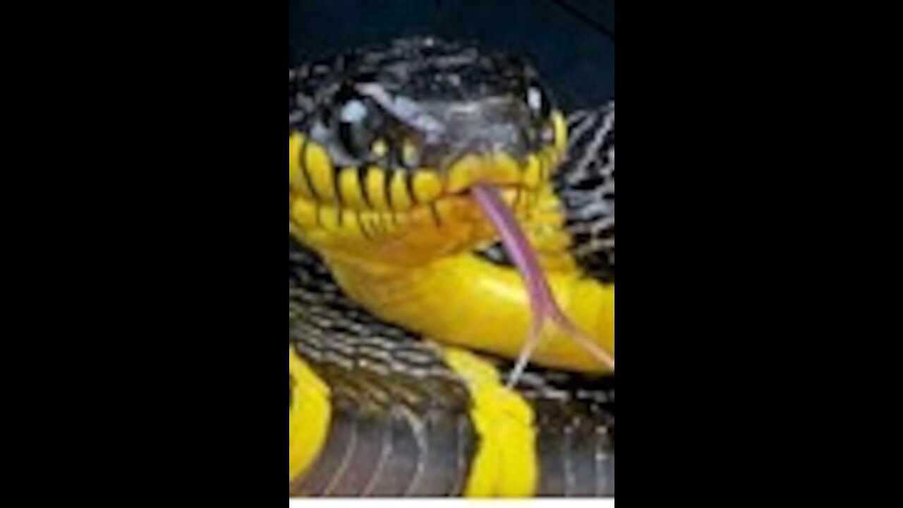 Must See Reptilian Tongue-Hilary Clinton