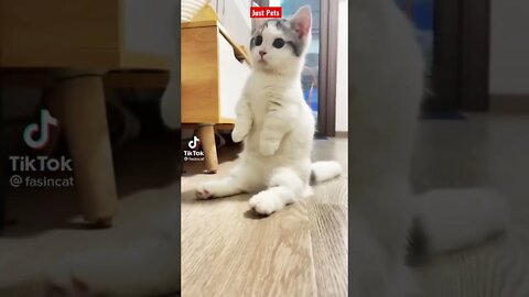 Cute Cat Kitten Video - Funny videos #shorts