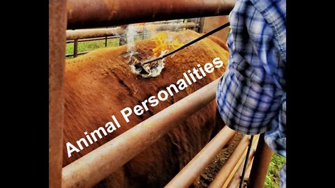 Animal Personalities (In the Chute - Round 71)