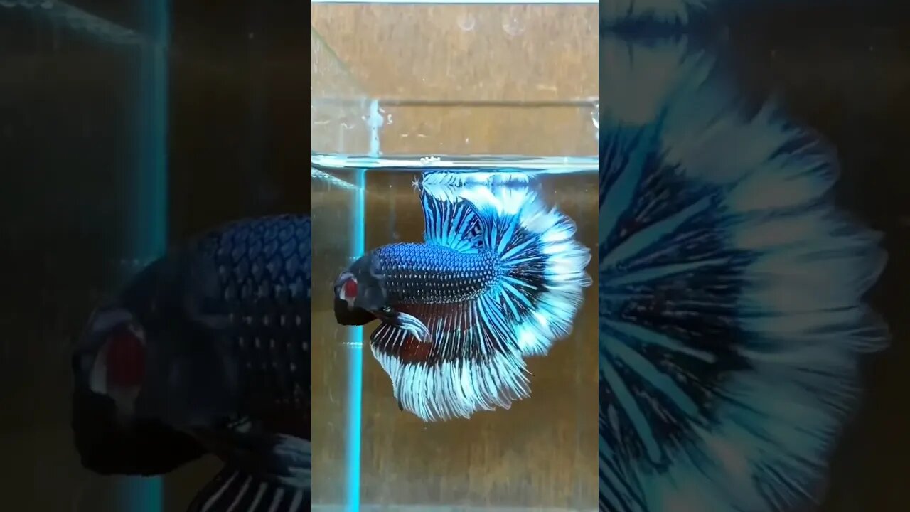 Top 5 betta fish in the world 🌎 l #shorts l #bettafish l @BikisAviary