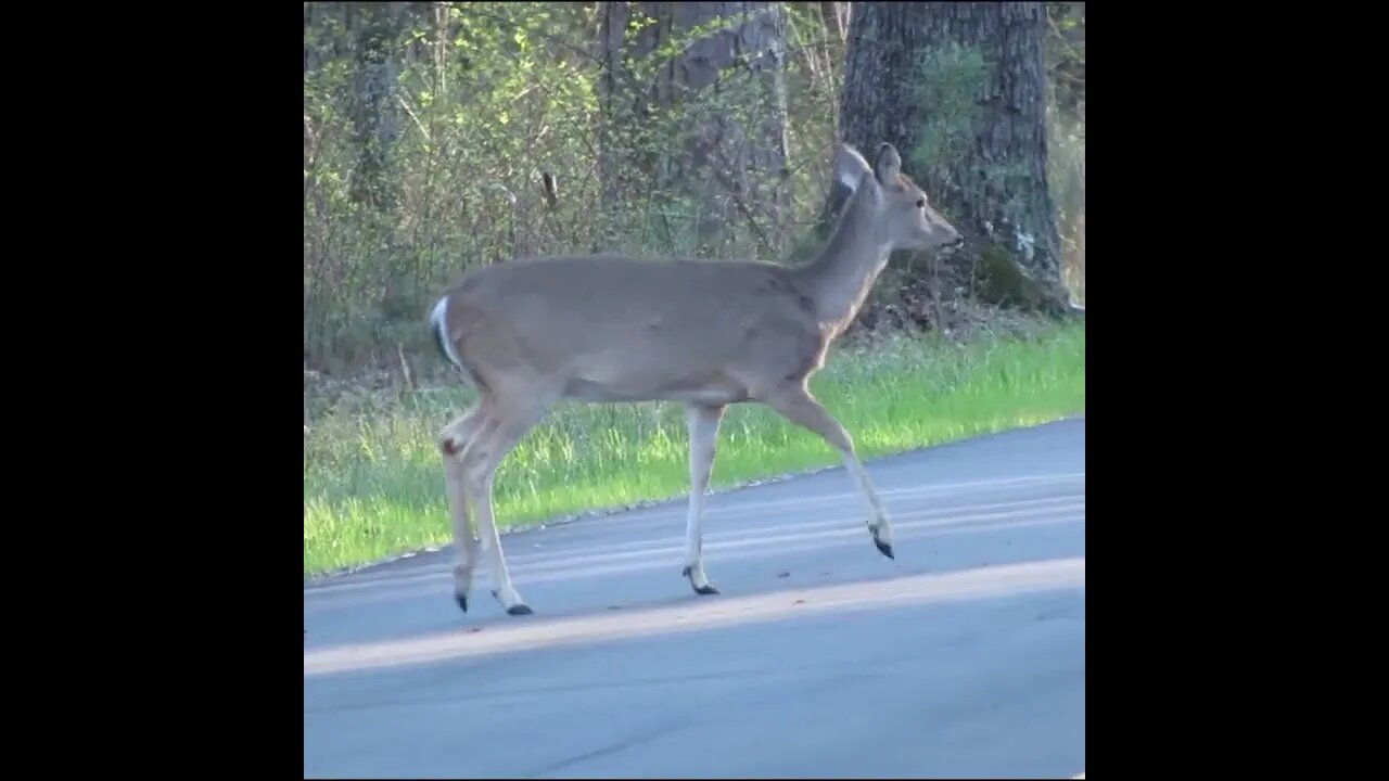 Deer on the Road