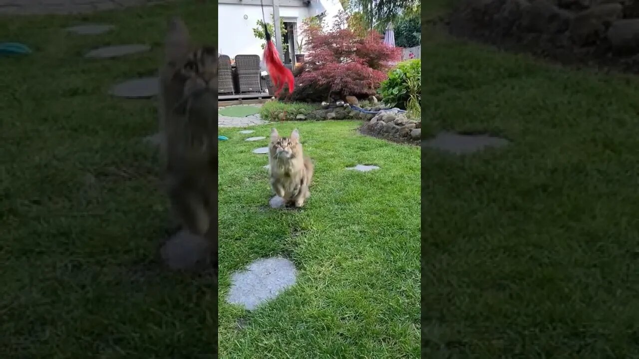 Cat's jumping in slowly motion|funny animal videos|cat|kat