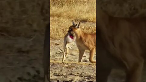 Gatos selvagens predando suas presas #flamingo #felinos #savana