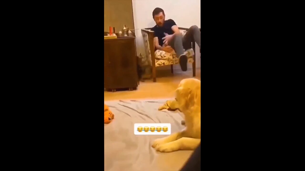Funny Cat