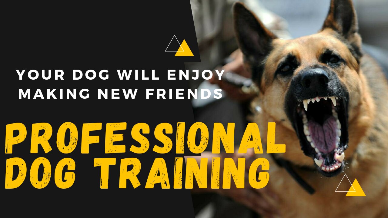 Best Dog Training | Professional Dog training