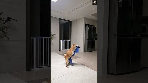 🤣 🐶 just look at his eyes 😅🐕‍🦺| #Funny #dog #shorts