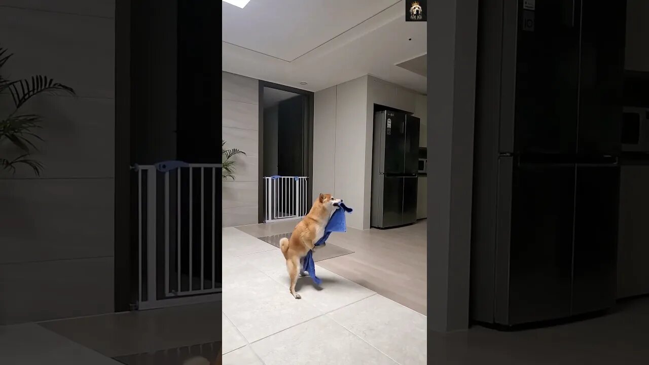 🤣 🐶 just look at his eyes 😅🐕🦺| #Funny #dog #shorts