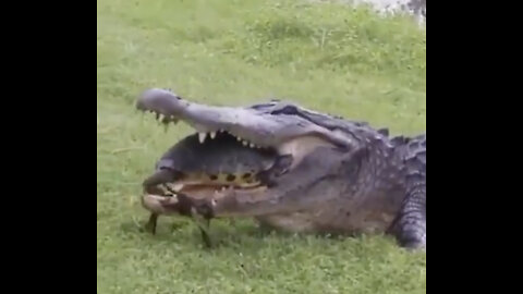 Alligator Eats a Turtle