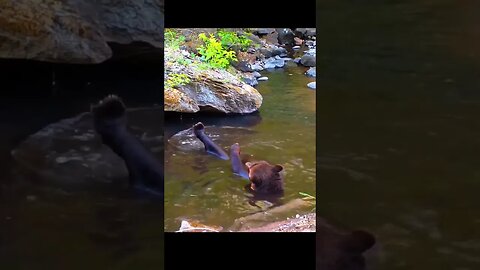 Bear living its best life.. 😊