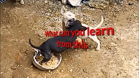 dogs and humans do this to each other | watch this