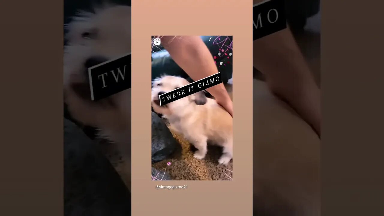 GIZMO DANCE