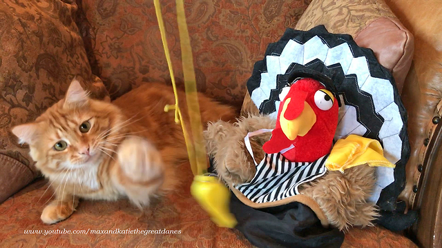 Funny Cat Plays with Referee Whistle and Thanksgiving Hats