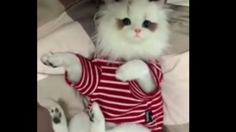 Funniest Dog and Cat playing with the family