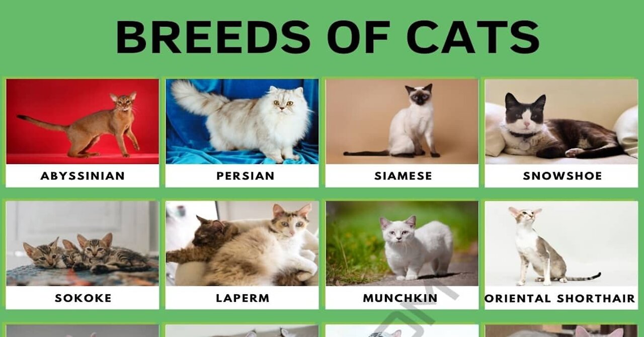 All Cat Breeds A-Z With Pictures! (All The 98 Cat breeds in the world)