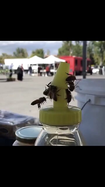 Busy Bees Banding Together🐝🍯