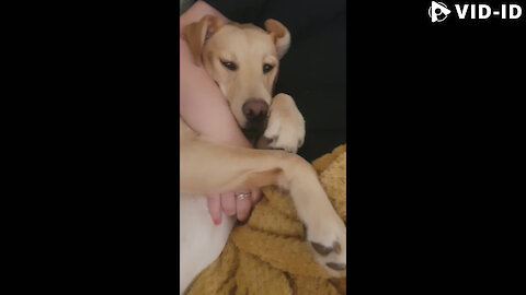 CUTE DOG HAVING CUDDLES WITH MUMMY