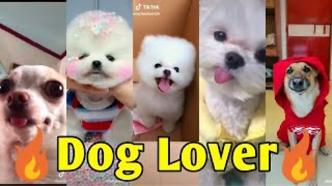 Cute dogs-- ❤️ baby dogs ---- cute and funny dog videos compilation 2022