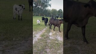 Hello Cows #cows #cattle #cow #calves #cattlefarm