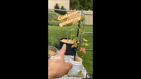 Container gardening #orchard #garden #gardening #organic #growyourownfood #diy #foodsecurity #grow