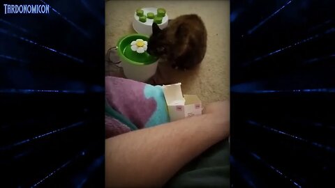 2022 03 01 2 Thirsty Kitten