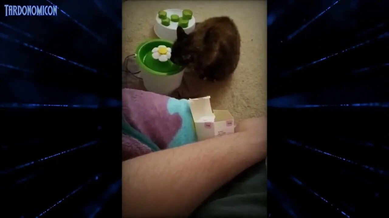 2022 03 01 2 Thirsty Kitten