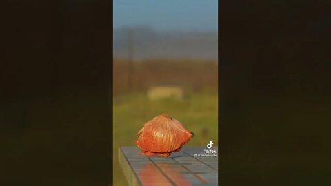 Bullet Satisfying 🔥 #195 #satisfying #shorts