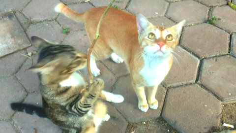 A FAMILY OF CATS SUFFERS PLAYING TOGETHER