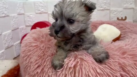 Funniest Dogs And Cats Videos Hub - Best Funny Animal Videos 2023