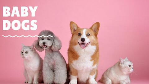 Baby dogs 😍 Cute and funny dogs videos compilation