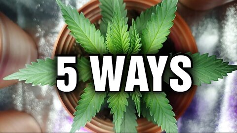 5 Fun Ways to Sneak Some Wellness into Your Daily Routine! 🌿
