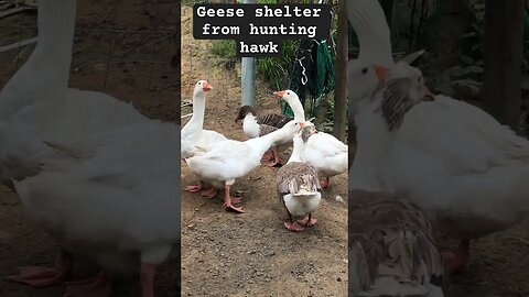 Geese seek safety from hawk