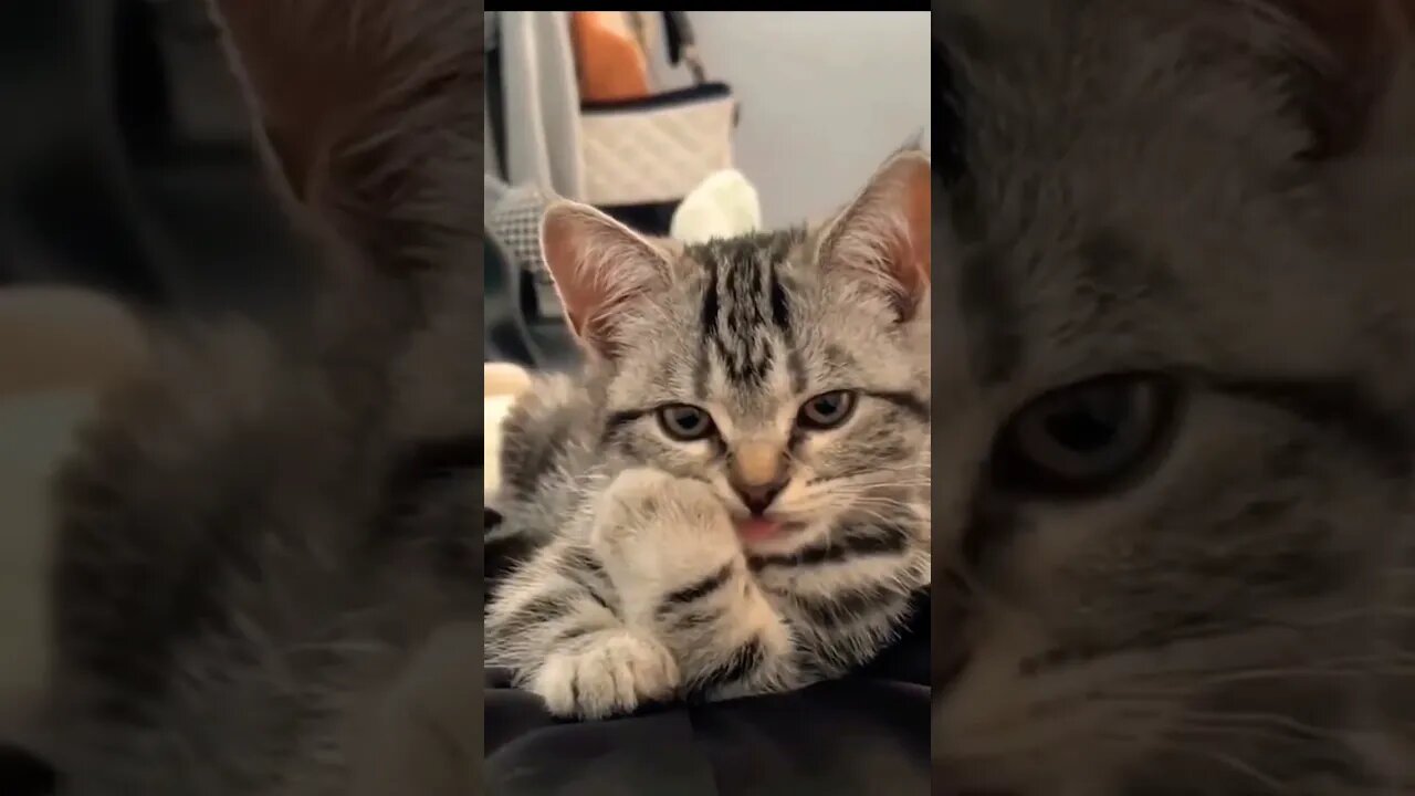 I was Here I've done that 👋 #shorts #funny #cat #2022