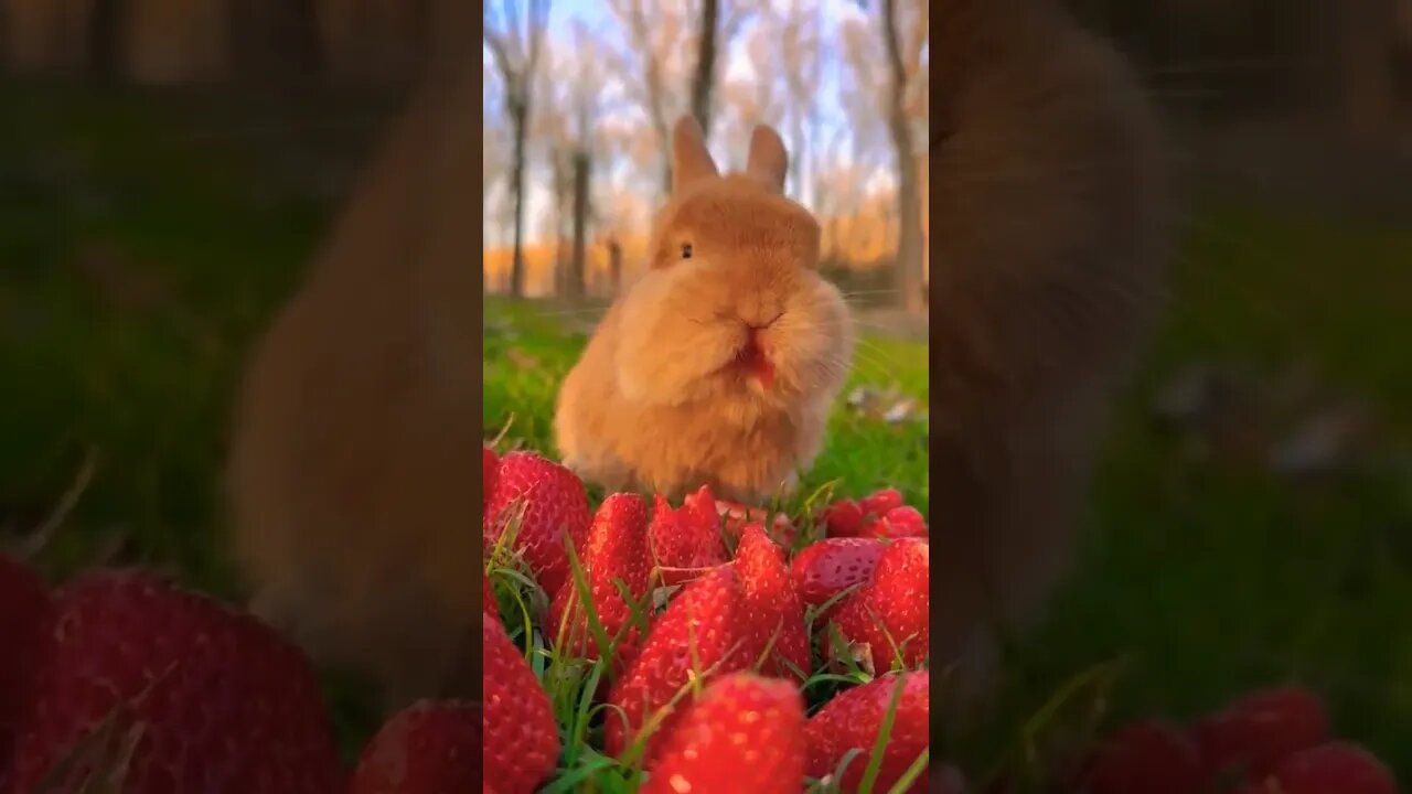 cute rabbit #tranding #shortvideo #trendingshorts #rabbit #cute #strawberry