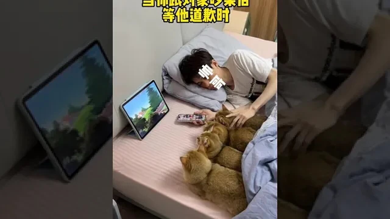 When you quarrel with object When he apologized# cat fan or behavior